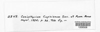 Image of Coniothyrium crepinianum